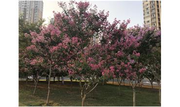 夏秋季節(jié)，錫城首次驚現(xiàn)紫薇花開美景